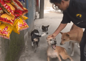 M0309001 reactions Alhamdulillah spot treatment cholche