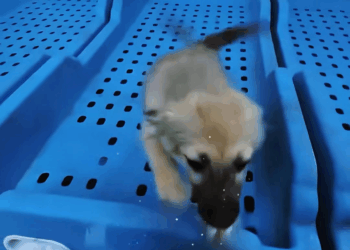 M1009008 The mother of disabled stray dog was driven away by begging for foo