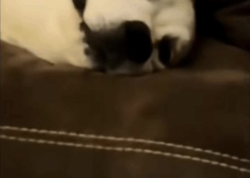 M1009010 Couple Rescues Abandoned Dog on Highway and Gives Him Loving Forev