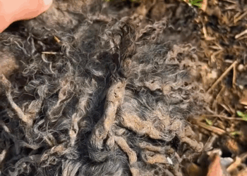 M1009012 Rescue dog rescue rescuedog animals fyp viral part2