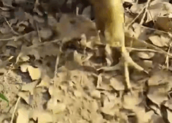 M1009013 rescue kitten from ferocious eagle rescue rescuecat rescueanimals part2