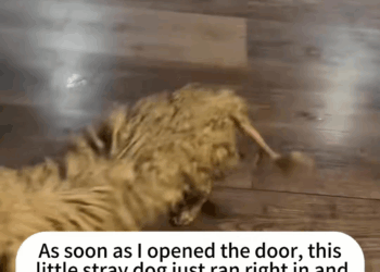 M1009015 Rescue stray dogs rescue cute love helpanimals dog part2