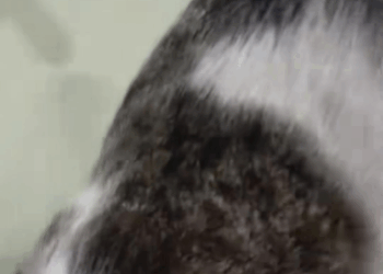 M1009006 She brings babies in house