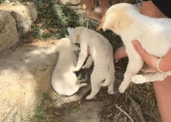 M0309004 Abbandonati come spazzatura in mezzo alla spazzatura