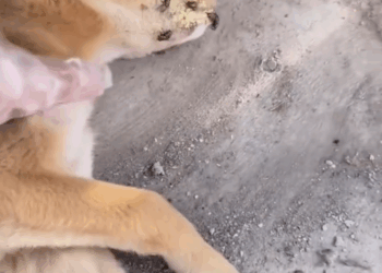 M2808011_FIGHTER highlight reelsvideoシ fbreelsfypシ furparentslove hindisilaasolang feedthestrays dogoffb furbaby paws Hindi Si_part2