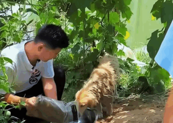 M1009016 In hot weather the dog was locked in the vegetable field by its owne