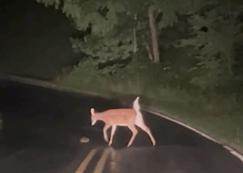 M1009018 Mama deer helps troubling baby fawn cross the road part2