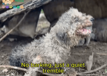 M0309006 Born and thrown away