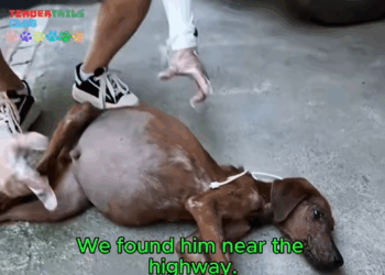 M0309007 His Belly Was Huge But So Was Hope rescuedoglife viralvideo fyp part2