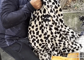 M1009023 Ito na po mga idol kasolid ang update dun sa asong nasagasaan na nadaanan ko po sa bocaue crossing po