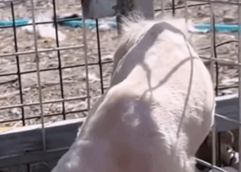 M2609016 😭Me encerraron sin agua nincomida