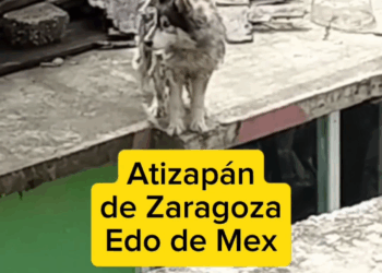 M1009028 En una triste azotea perros amorincondicional La Ranita de Nogales part2