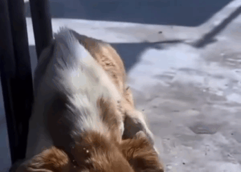 M1009029 instagood instagram dog travelphotography viral pet dogsofinstagram sidhumoosewalafans shiva viralvideoシ Petslover00 part2