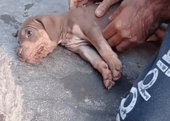 M1209001 ATASCAMIENTO CON UN GRANO DE CROQUETAS