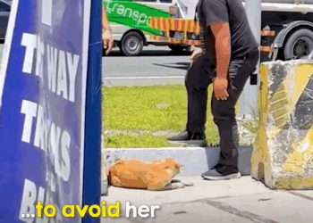 M1209002 Injured dog was completely ignored on busy highway part2