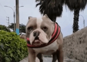 M1209003 Este es Luciano esta es su historia historia finalfeliz amorporlosanimales perros viralvideoシ Dog Soccer part2