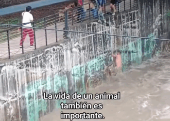 M0409001 Salvan un peludito part2