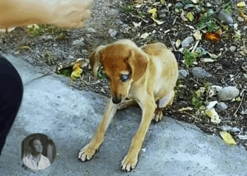 M1209007 El milagro de Cielito volver ver volver Vivir part2