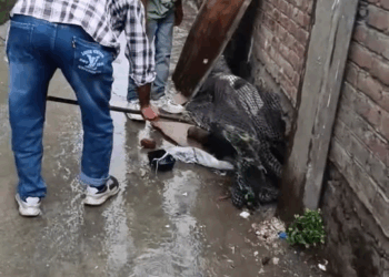 M1209012 We are very thankful to Kashmir Srinagar animals rescue team Animal Rescue Corps AnimalRescue srinagar sringaranimalrescue kash part2