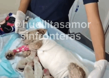 M1209013 Cerecita sus milagros Ayer entre el caos las llamas de la explosión en Iztapalapa rescatamos una guerrera