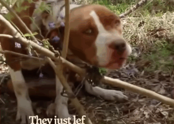 M1209017 He saved this gorgeous girl and bought her home part2