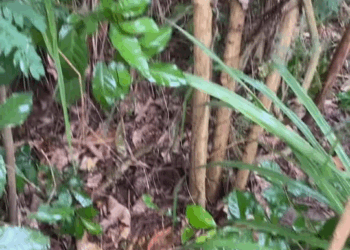 M1209018 Because of the fear of the new army, I had to rush to the alley. Part 2