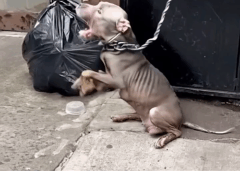 M1209019 Found Near Dumpster After Months of Neglect He Cried When Finally Fed Cared For part2