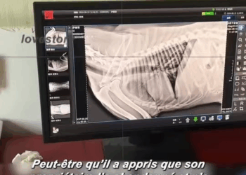 M1009007 tiktok fyp animal lovestory part2