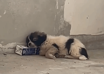 M1609003_From Streets to Skating Glory_part2