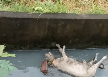 M1609004_Sana may tumulong na kunin SI Doggy dito nakakaawa parang itinapon Sila ng owner nila dito kaya pala ayaw niya umalis dyan kahit naula_part2