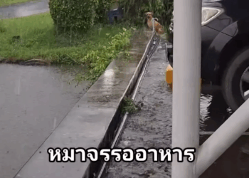 M1609005_Stray Dog, Sweetheart, Cat, Dog Slave, Cat Slave_part 2