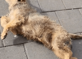 M1609006_insoportable porfavor humanidad ayud4 NO PUEDO MAS No para_part2