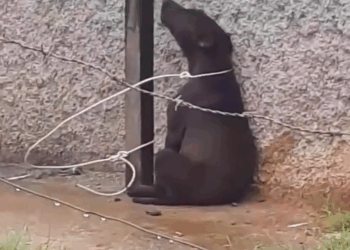 M1609008_AdoptaNoCompres PerrosRescatados ProtegeALosAnimales AyudaAnimal Amo_part2