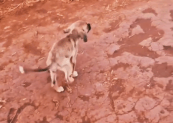 M1609011_dog video cat pet motivation cats amor pets dogs nosso amor animal_part2