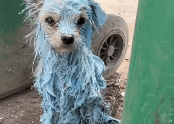 M1709003 Part Poor dogs covered in paint fyp dogs helpanimals loveanima