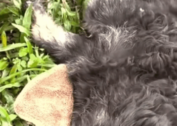 M0409004 Lo metieron en una bolsa para que muriera Pero lo que pasó al final te dejará El angel de la montaña part2