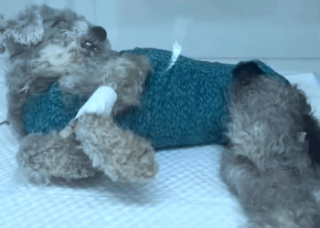 M1709007 Poor Dog Cried and Waited for Help dog save poordog help rescued