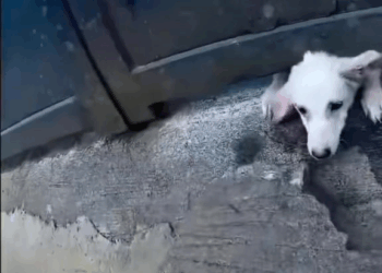 M1709012 trap dog rescue foryoupage tik tok nepal foryou part2