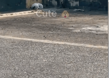 M1709001_The poor stray dog wandered along the roadside looking for food hu…_part2