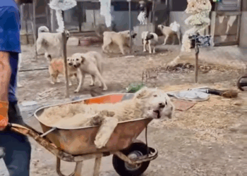 M0409005 Veja história desse lindo fofo animal aqui no tccontos Lembre se que animais devem sempre ser respeitados em seu habitat nat part2