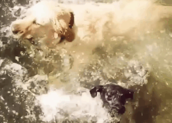 M1709014 The dog accidentally fell into the river and the companion dog jumpe