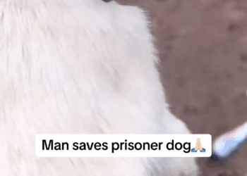 M1709020 Animals Rescue dogrescue rescuedog dogsofttiktok foryoupage fory