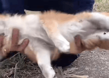 M1709022 Animals Rescue dogrescue rescuedog dogsofttiktok foryoupage fory