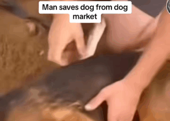 M1709024 Animal rescue dogrescue dogsoftiktok dogvideos dogs humanity resp