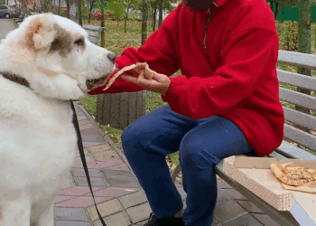 M1709028 La trasformazione di un cane randagio part2