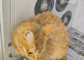 M0409006 Veja história desse lindo fofo animal aqui no tccontos Lembre se que animais devem sempre ser respeitados em seu habitat natur part2