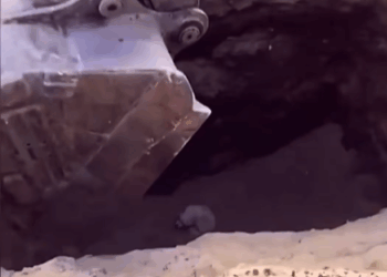 M1709015_The puppy fell into the deep pit and the excavator was used to rescu…_part2
