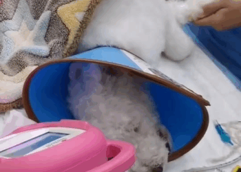 M1709035 poor little dog lay in the middle of the road