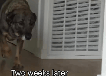 M2109010 Abandoned germanshepherd cries like human full rescue video www