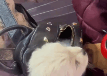 M2109011 saw small thing under the bridge it turned out to be small wh